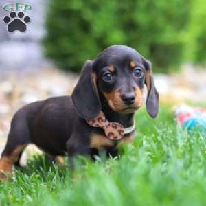 Bryce, Dachshund Puppy